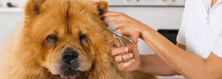 Curso Profesional de Higiene, Cuidados Básicos y Peluquería Canina y Felina