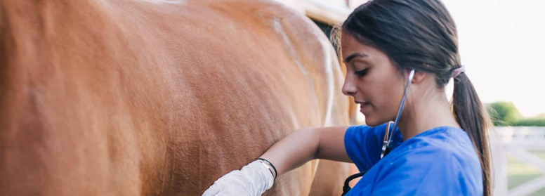 Auxiliar Veterinario Equino, DPL
