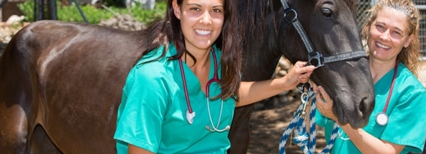 Auxiliar Veterinario Equino, DPL